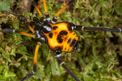 Sadocus polyacanthus