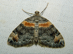 Dysstroma hersiliata