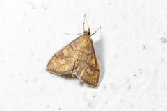 Anania verbascalis
