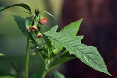 Crassocephalum crepidioides