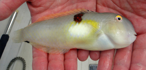 Baldwin's razorfish (Iniistius baldwini) — Labridae