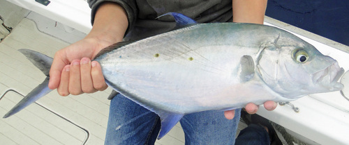 Island trevally (Carangoides orthogrammus) — Carangidae — 2