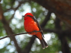 Pyrocephalus rubinus