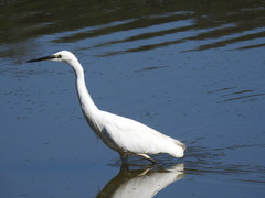 Egretta garzetta