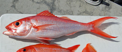 Flame Snapper photo 2