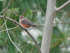 Pyrocephalus rubinus