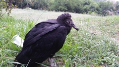 Coragyps atratus