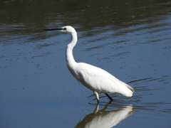 Egretta garzetta