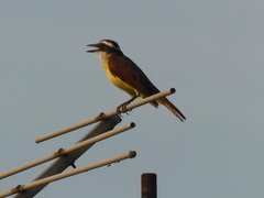 Pitangus sulphuratus