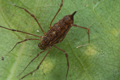 Binderella bistriata