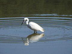 Egretta garzetta