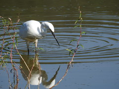 Egretta garzetta