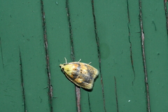 Acleris curvalana