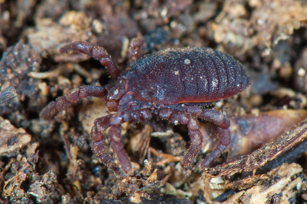 Ogoveid Harvestmen