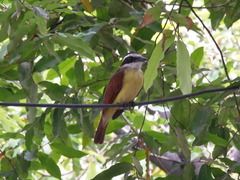 Pitangus sulphuratus