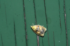 Acleris curvalana