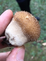 Lycoperdon americanum