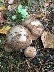 Lycoperdon americanum