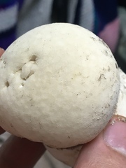 Lycoperdon americanum