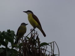 Pitangus sulphuratus