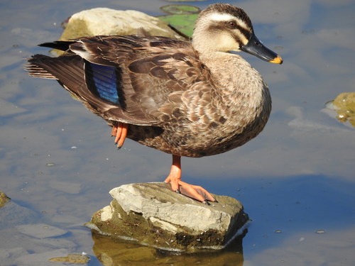 Eastern Spot-billed Duck, photo 9 of 10