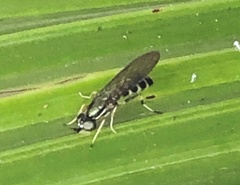 Merosargus