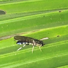Merosargus