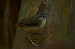 Pellorneum malaccense