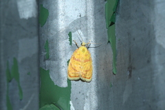 Acleris curvalana