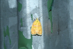 Acleris curvalana