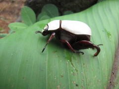 Macropoides crassipes