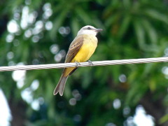Tyrannus melancholicus