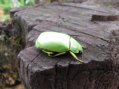 Chrysina luteomarginata