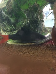 Epalzeorhynchos bicolor