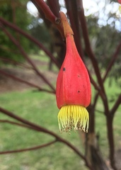Eucalyptus forrestiana
