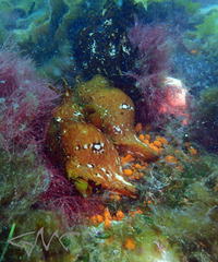 Aplysia extraordinaria