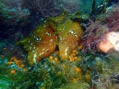 Aplysia extraordinaria