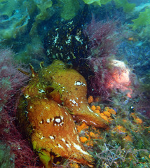 Aplysia extraordinaria