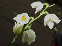 Cuitlauzina egertonii