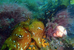 Aplysia extraordinaria