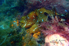 Aplysia extraordinaria