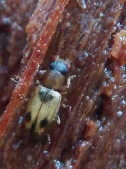 Psammoecus bipunctatus