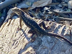 Sceloporus occidentalis