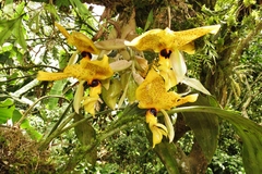 Stanhopea wardii