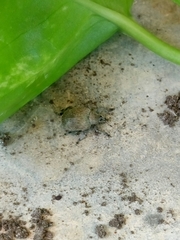 Isorhinus