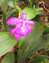 Sobralia amabilis