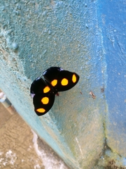 Catonephele numilia esite