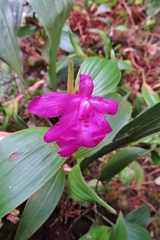 Sobralia amabilis