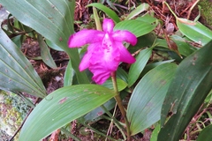 Sobralia amabilis