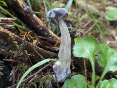 Helvellaceae